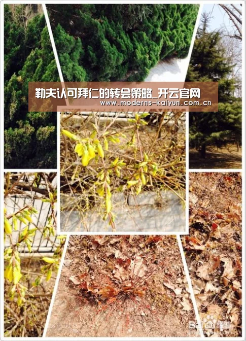 开云体育下载